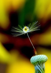 19a470f764bf0FLOWER SPECIAL