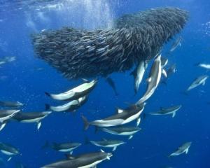 fish-gathering-0 (1)