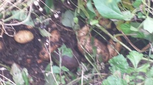 Grown this year, ready succulent and devoured, a portion at a time!