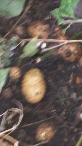 6 produce I grow, potatos, beetroots,  Onions, Lettuce, Raddish, Rhubarb! 