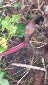 Uprooting these rhubarb stalks makes good biological profit, when skin diced and blended with honey and my other fruits for tasty beverages!